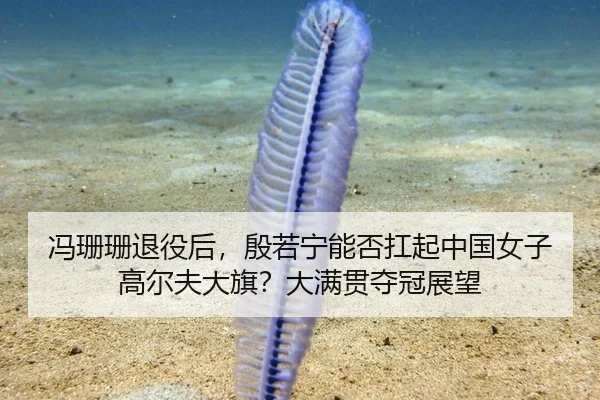 冯珊珊退役后，殷若宁能否扛起中国女子高尔夫大旗？大满贯夺冠展望