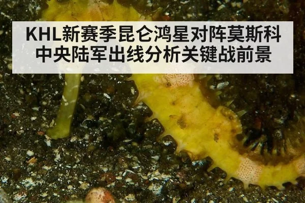 KHL新赛季昆仑鸿星对阵莫斯科中央陆军出线分析关键战前景